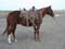 Grady Crew Gelding